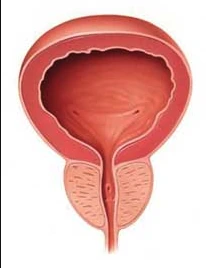 Illustration d’une prostate de volume habituel
